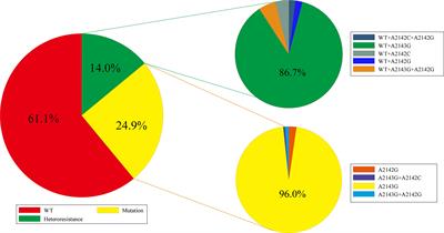 Characteristics of Helicobacter pylori Heteroresistance in Gastric Biopsies and Its Clinical Relevance